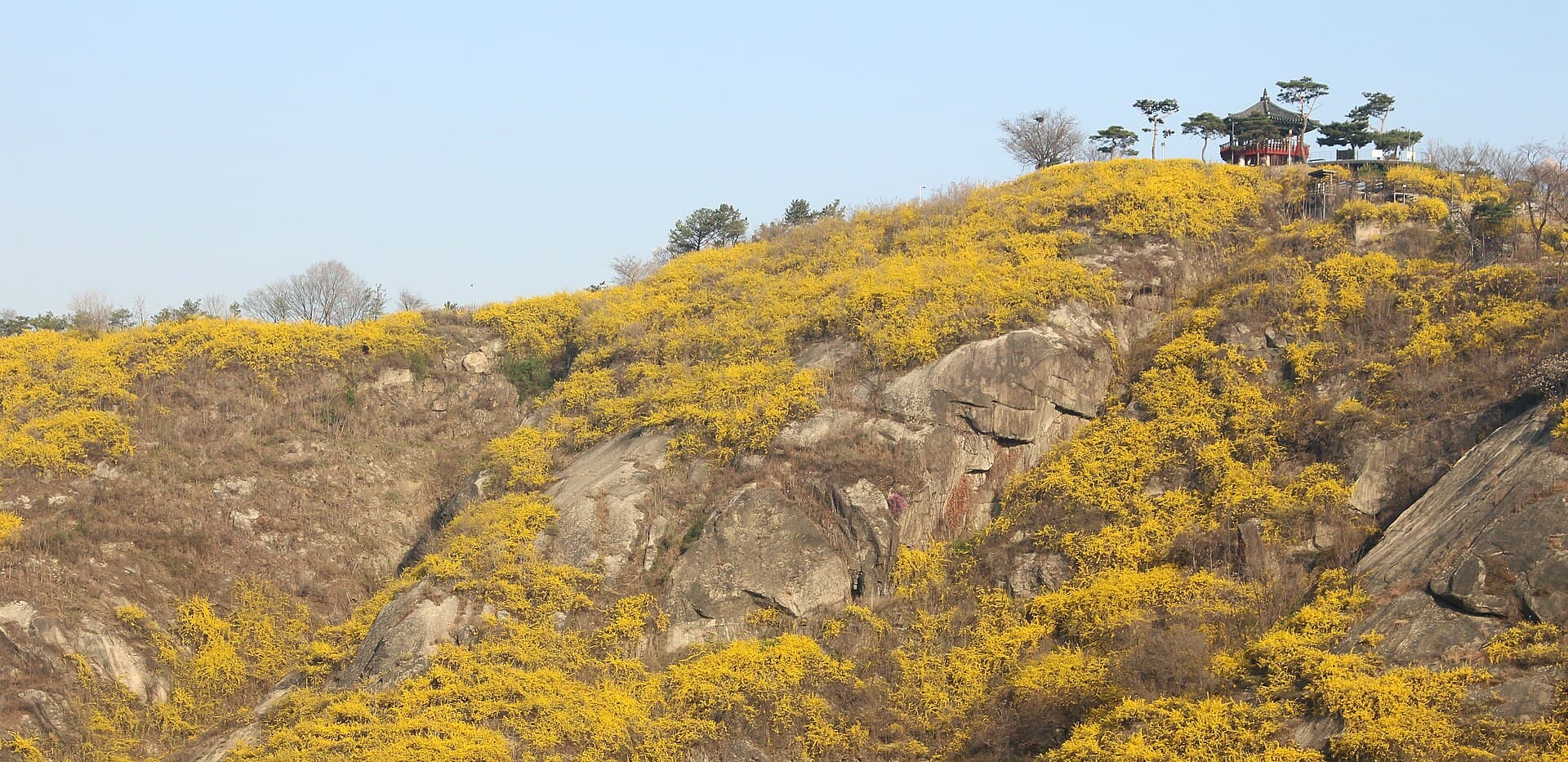 응봉산 봄 산책로