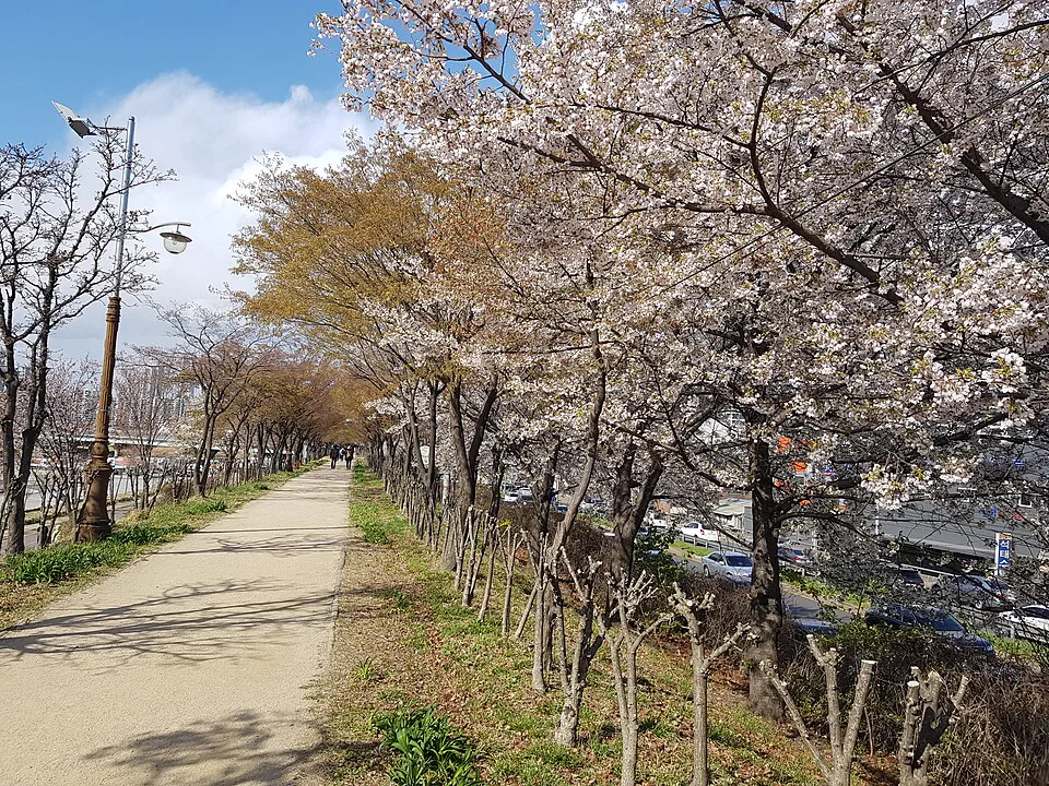 봄철 안양천 산책길